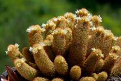 (2009-04-08) Cactus N025R.jpg