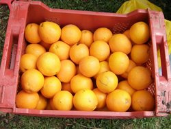Las Señoras Naranjas, de Querfer.jpg