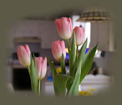 tulipstop[1].jpg
