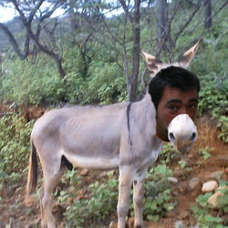 burro11.jpg