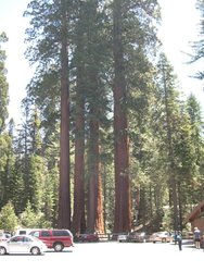14.- Sequoia NP.jpg