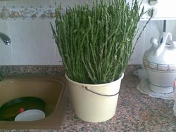 2009-03-12_14-16-20_Imagen083.jpg