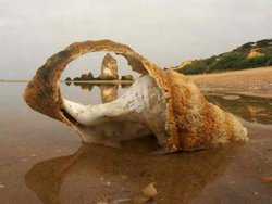caracola.jpg