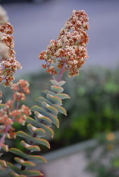 (2008-01-13) Crasas N024R.jpg