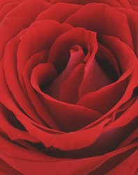 ROSA.jpg