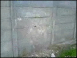 giphy2.gif