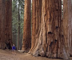 Sequoia.jpg