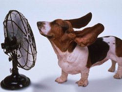 chien-ventilateur-chaud-chaleur-canicule.jpg
