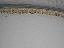IMG_5237.jpg