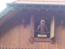 625  cucu uhren.jpg