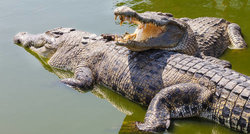 dos-cocodrilos-en-el-rio.jpg