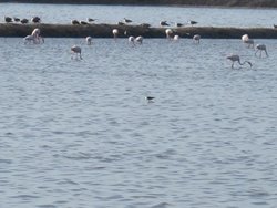 IMG_5290.jpg