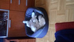 IMG-20170421-WA0006.jpg