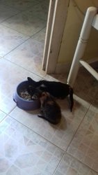 IMG-20170522-WA0002.jpg IMG-20170522-WA0002.jpg
