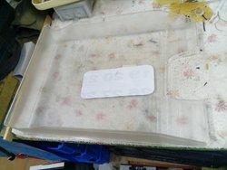 bandeja de los chinos.jpg bandeja de los chinos.jpg