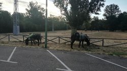 IMG_20170811_081307.jpg