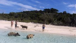 pig-beach-la-isla-de-las-bahamas-donde-los-cerdos-salvajes-comparten-playa-con-turistas.jpg