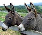 burros.jpg