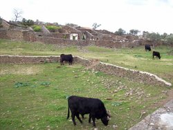 Grnadilla 43.jpg