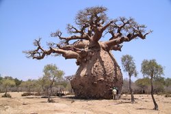 baobab-arbol-1.jpg