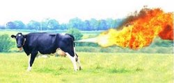 cowfarts.jpg