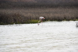 DSC_6126.JPG