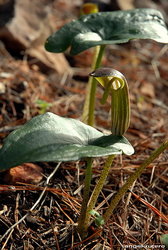 (2009-12-27) Subida al Monte Victoria N023.jpg