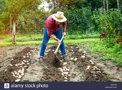 joven-cosechar-patatas-en-huerto-x2ckrb.jpg