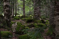 DSC02488m2.jpg