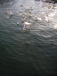 DSCN9662.jpg