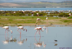 (2010-05-01) Laguna Fuente de Piedra N021.jpg