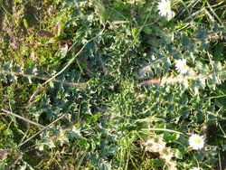 197210-la-coronada-nuestros-ricos-cardillos-scolymus-hispanicus-l.jpg