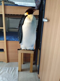 pinguino caravana.jpg