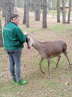hosquilloAndonii.jpg