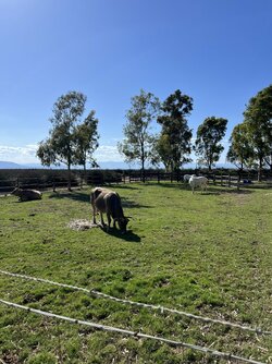 IMG_3625.jpeg