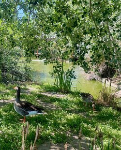 IMG_5520.jpeg