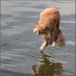 thumbs_Cat_10.jpg