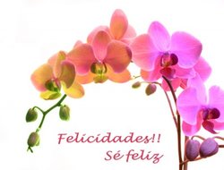 normal_felicidades.jpg