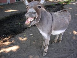 burros2.jpg burros2.jpg
