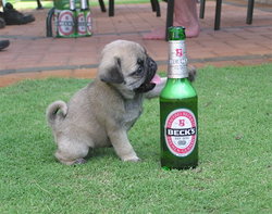 cachorro cerveza.jpg