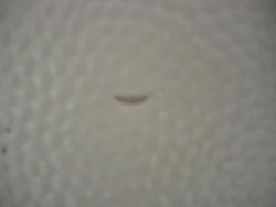DSCN5289.jpg