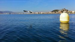 (2011-10-14) IF 001  En piragua por la bahía de Málaga.jpg