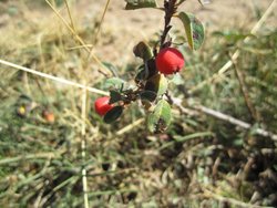 IMG_2240.jpg