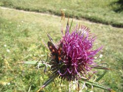 IMG_2227.jpg