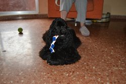 jugueton.jpg