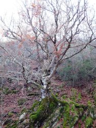 Raices en rocadas.jpg