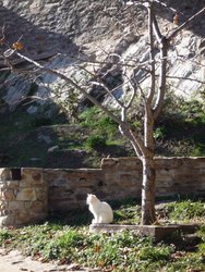 R gato en la Hiruela.jpg