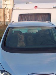 Perras vigilando conjunto.jpg
