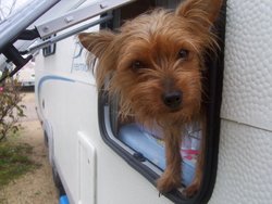 Chipa vigilando por la ventana.jpg