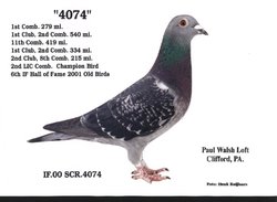 pigeon4074.jpg